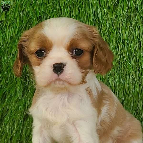 MERRY, Cavalier King Charles Spaniel Puppy