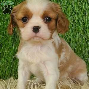 MERRY, Cavalier King Charles Spaniel Puppy