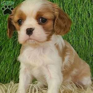 MERRY, Cavalier King Charles Spaniel Puppy