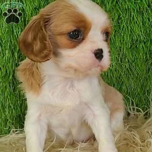 MERRY, Cavalier King Charles Spaniel Puppy