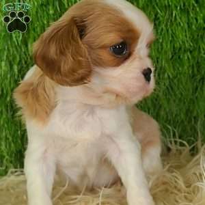 MERRY, Cavalier King Charles Spaniel Puppy