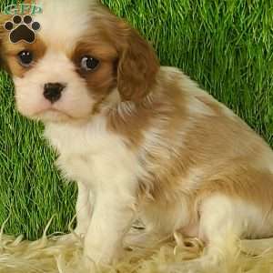 MERRY, Cavalier King Charles Spaniel Puppy