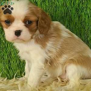 MERRY, Cavalier King Charles Spaniel Puppy