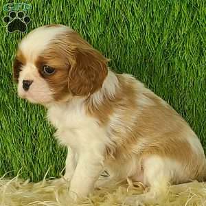 MERRY, Cavalier King Charles Spaniel Puppy