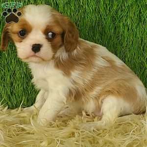 MERRY, Cavalier King Charles Spaniel Puppy