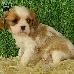 MERRY, Cavalier King Charles Spaniel Puppy