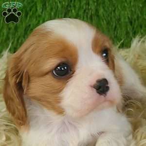 JEWEL, Cavalier King Charles Spaniel Puppy