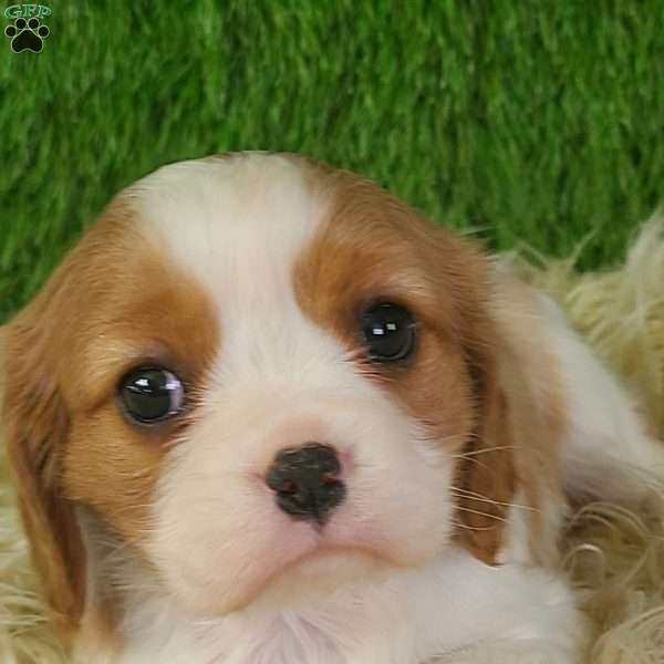 JEWEL, Cavalier King Charles Spaniel Puppy