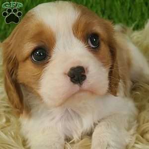 JEWEL, Cavalier King Charles Spaniel Puppy