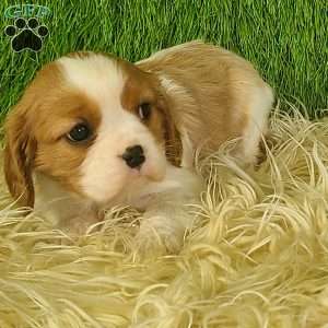 JEWEL, Cavalier King Charles Spaniel Puppy