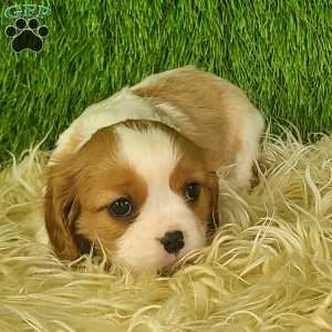 JEWEL, Cavalier King Charles Spaniel Puppy