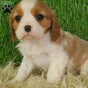 JEWEL, Cavalier King Charles Spaniel Puppy