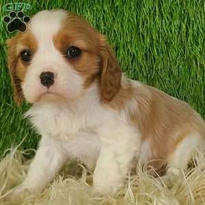 JEWEL, Cavalier King Charles Spaniel Puppy