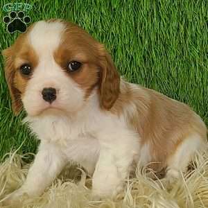 JEWEL, Cavalier King Charles Spaniel Puppy