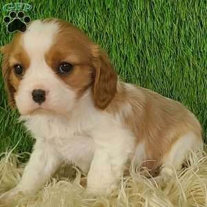 JEWEL, Cavalier King Charles Spaniel Puppy