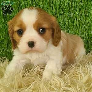 JEWEL, Cavalier King Charles Spaniel Puppy