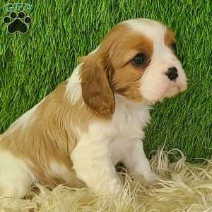 JEWEL, Cavalier King Charles Spaniel Puppy