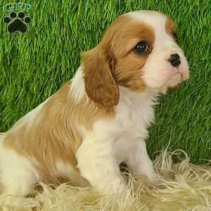JEWEL, Cavalier King Charles Spaniel Puppy
