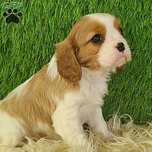 JEWEL, Cavalier King Charles Spaniel Puppy