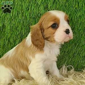 JEWEL, Cavalier King Charles Spaniel Puppy