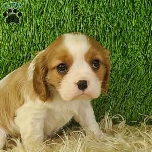 JEWEL, Cavalier King Charles Spaniel Puppy
