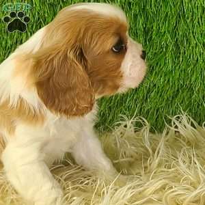 JEWEL, Cavalier King Charles Spaniel Puppy