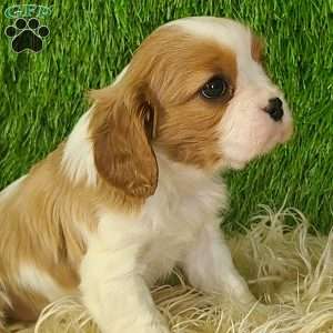 JEWEL, Cavalier King Charles Spaniel Puppy