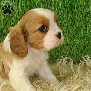 JEWEL, Cavalier King Charles Spaniel Puppy