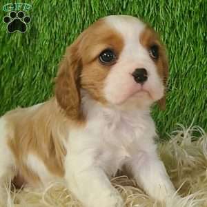 JEWEL, Cavalier King Charles Spaniel Puppy