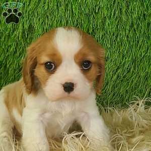JEWEL, Cavalier King Charles Spaniel Puppy