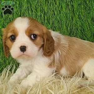 JEWEL, Cavalier King Charles Spaniel Puppy