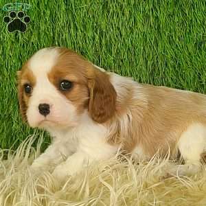 JEWEL, Cavalier King Charles Spaniel Puppy