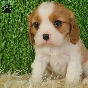 JEWEL, Cavalier King Charles Spaniel Puppy