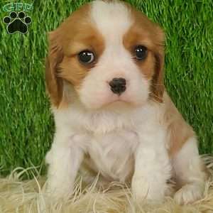 JEWEL, Cavalier King Charles Spaniel Puppy