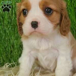 JEWEL, Cavalier King Charles Spaniel Puppy