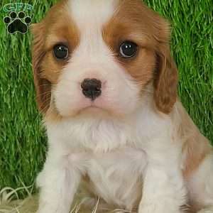 JEWEL, Cavalier King Charles Spaniel Puppy