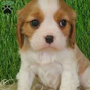 JEWEL, Cavalier King Charles Spaniel Puppy