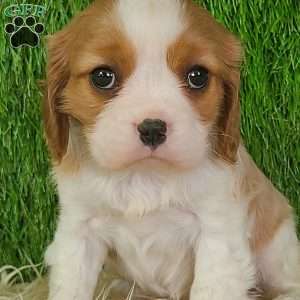 JEWEL, Cavalier King Charles Spaniel Puppy
