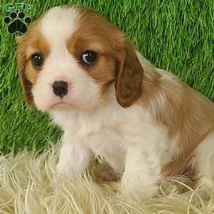 JEWEL, Cavalier King Charles Spaniel Puppy