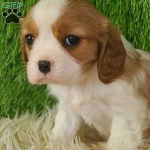 JEWEL, Cavalier King Charles Spaniel Puppy