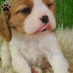 JEWEL, Cavalier King Charles Spaniel Puppy