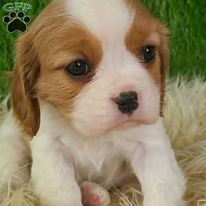 JEWEL, Cavalier King Charles Spaniel Puppy