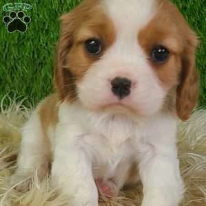 JEWEL, Cavalier King Charles Spaniel Puppy