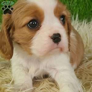 JEWEL, Cavalier King Charles Spaniel Puppy
