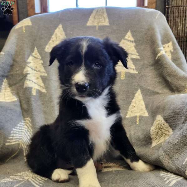 Shadow, Border Collie Puppy