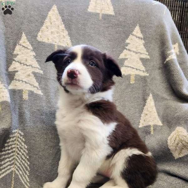 Cookie, Border Collie Puppy