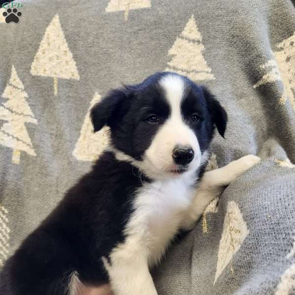 Diggory, Border Collie Puppy