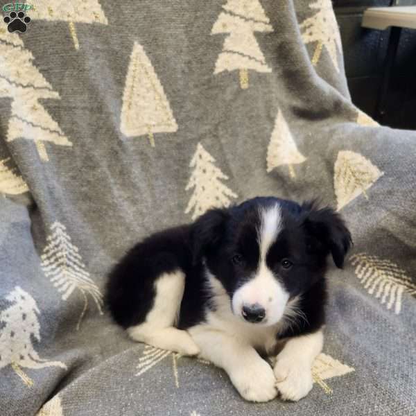 Dottie, Border Collie Puppy