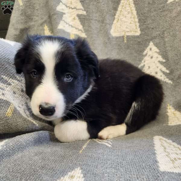 Rex, Border Collie Puppy