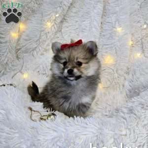 Becky, Pomeranian Puppy